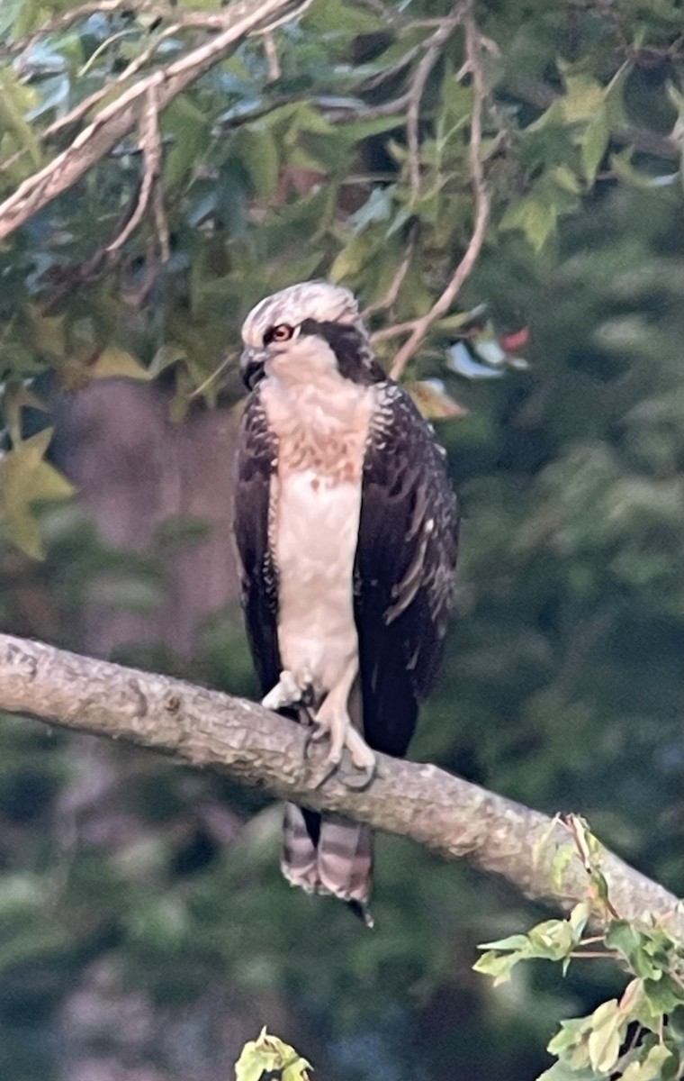 Osprey (carolinensis) - ML622105287