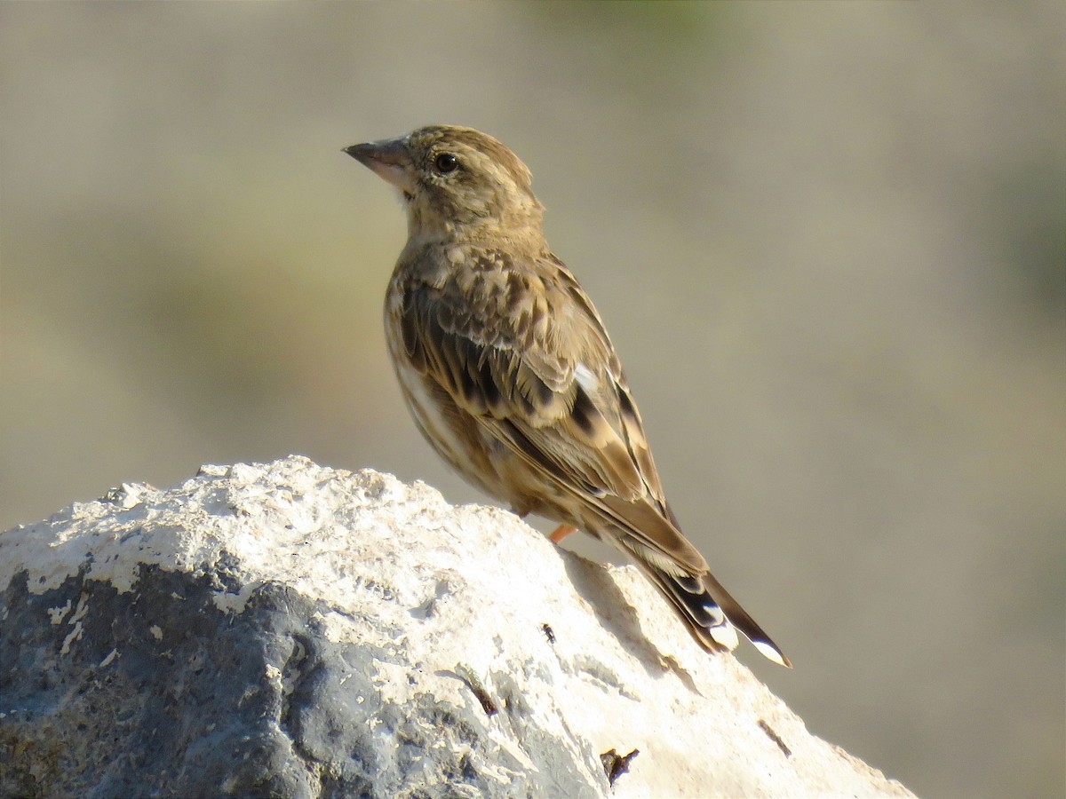 Rock Sparrow - ML622105288