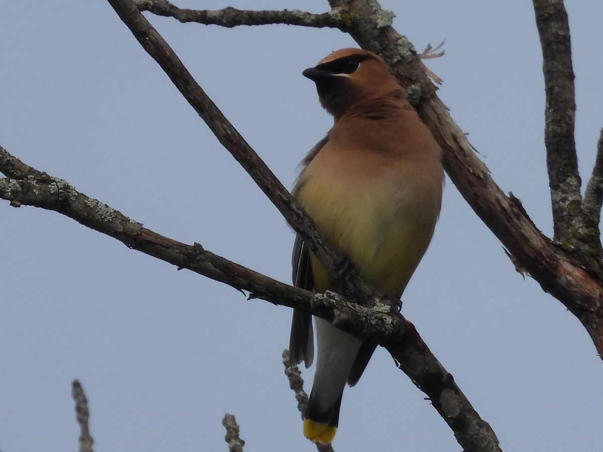 Cedar Waxwing - ML622105289