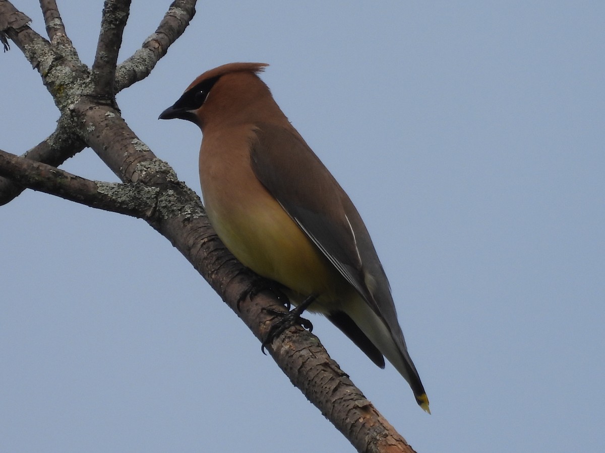 Cedar Waxwing - Mary Harkola