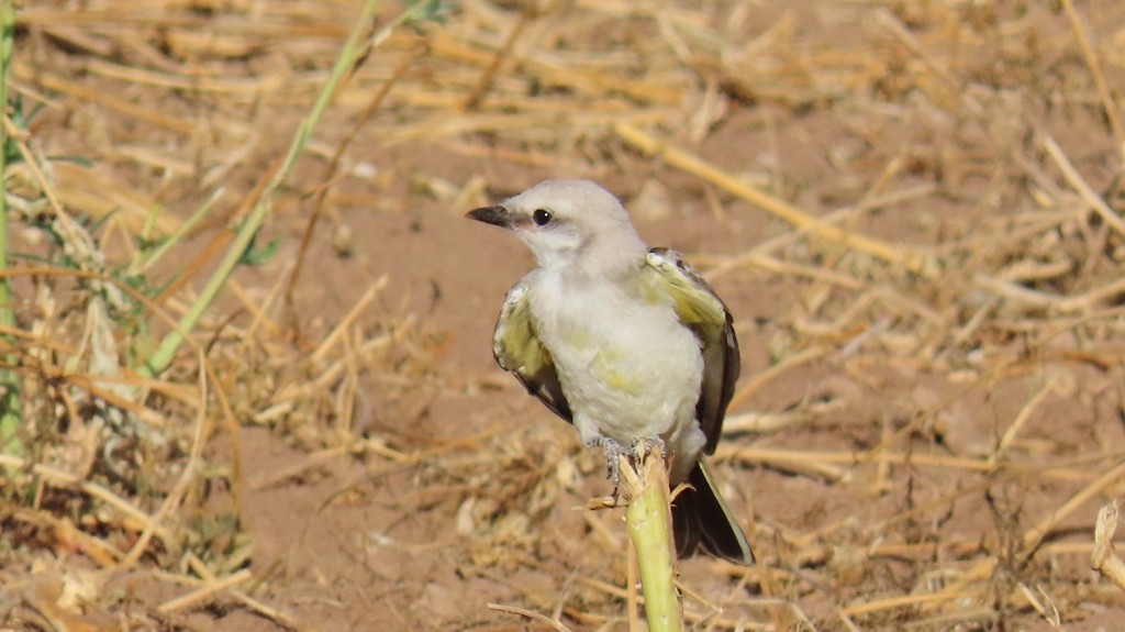 new world flycatcher sp. - Merri R