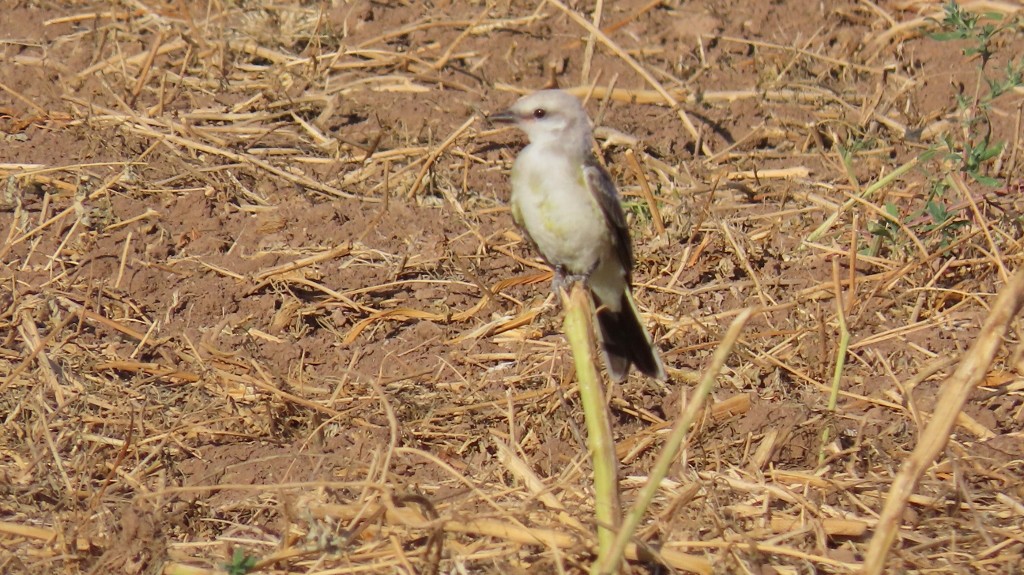 new world flycatcher sp. - ML622105292