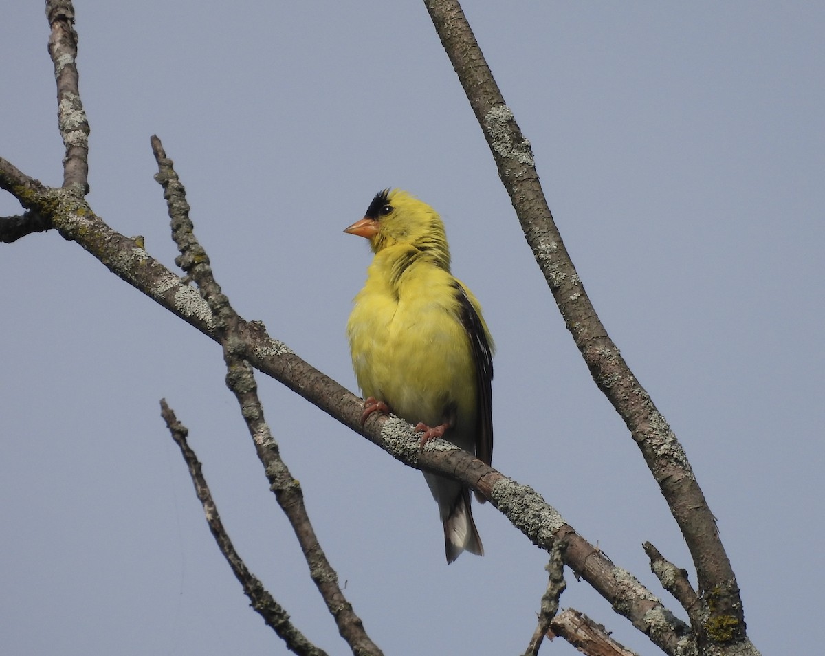 American Goldfinch - Mary Harkola