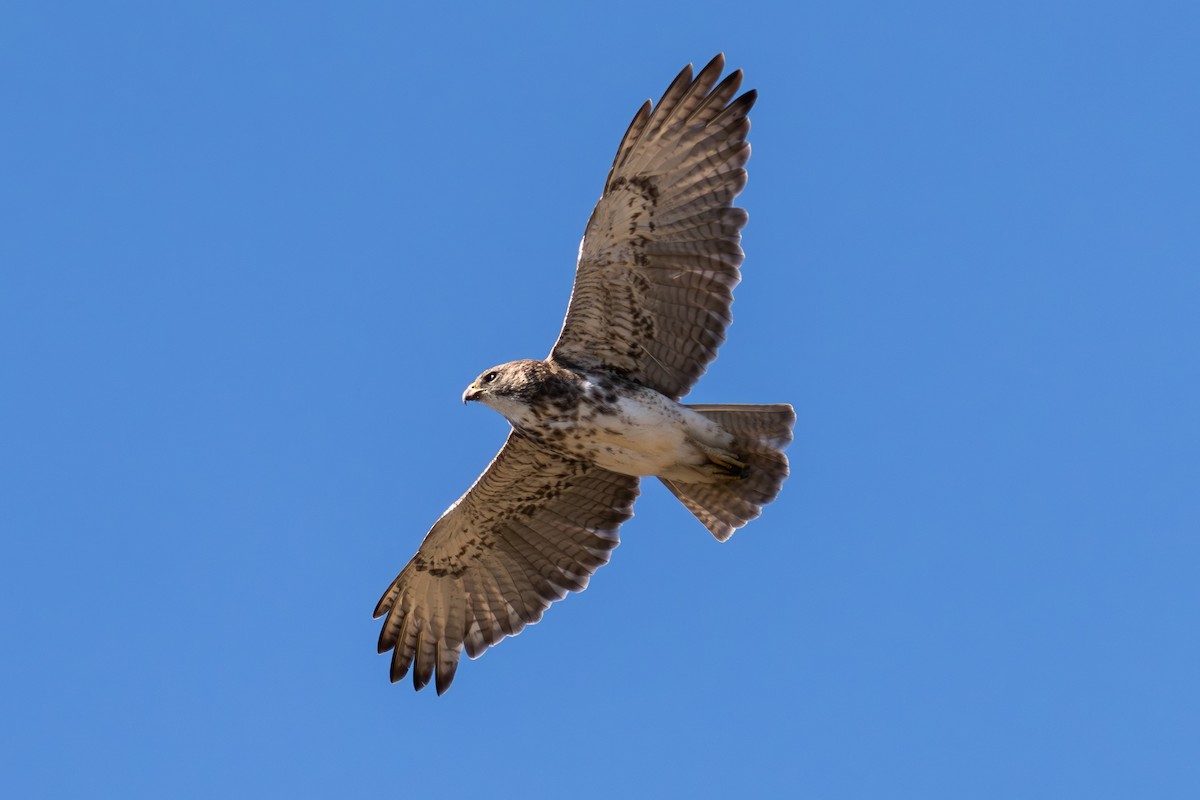 Hawaiian Hawk - ML622105312