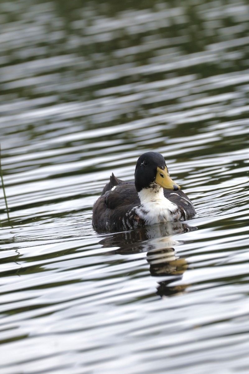 Mallard (Domestic type) - ML622105314