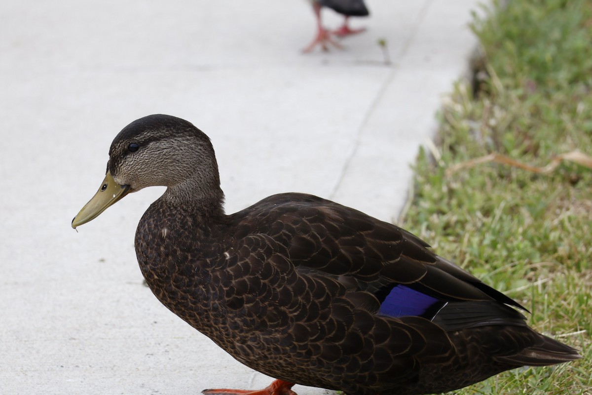 American Black Duck - ML622105316