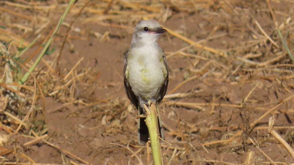 new world flycatcher sp. - ML622105317