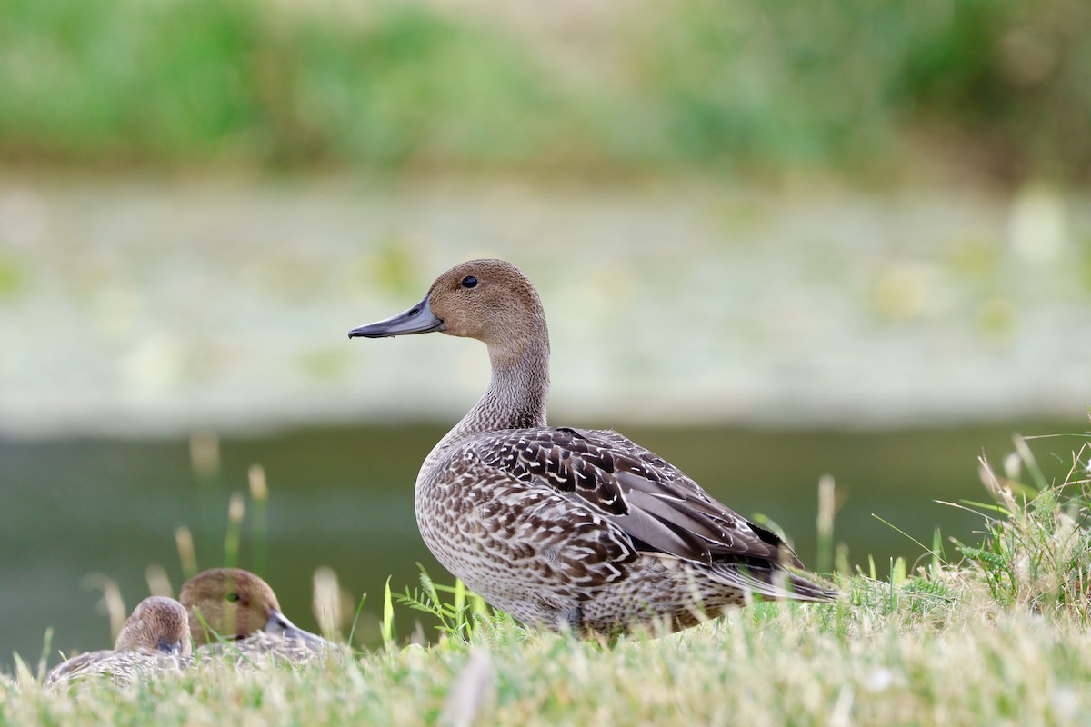 Northern Pintail - ML622105318