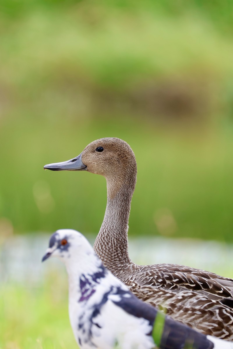 Northern Pintail - ML622105319