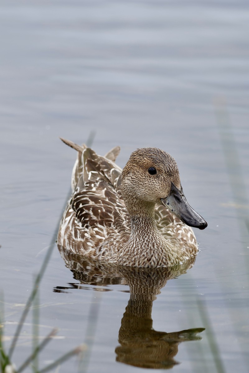 Northern Pintail - ML622105320