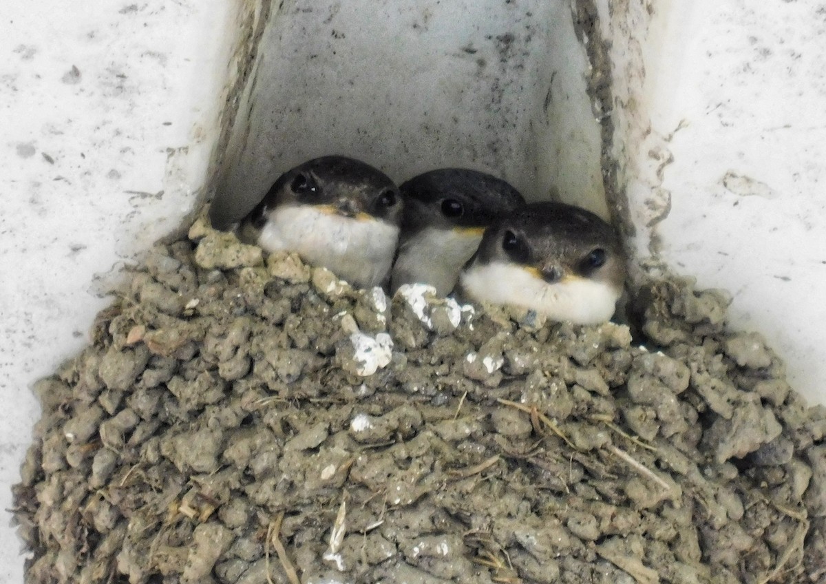 Western House-Martin - ML622105321