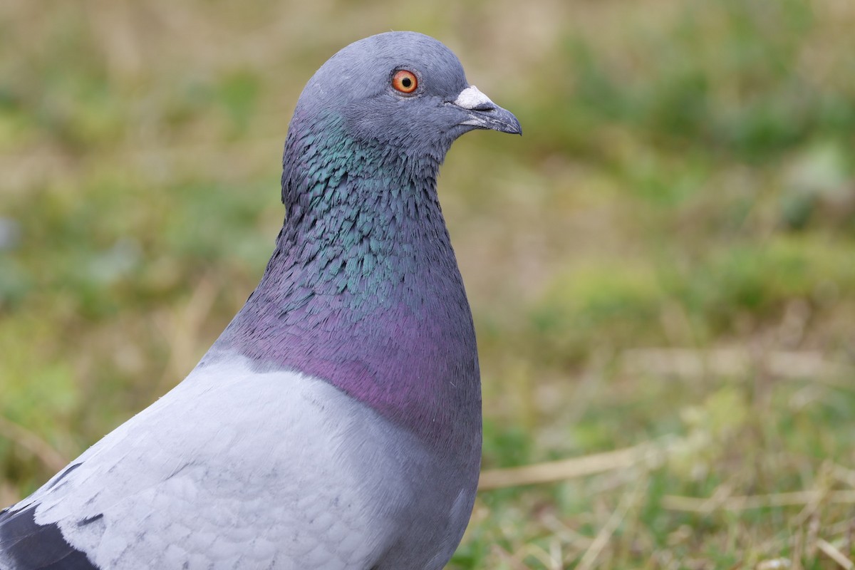 Rock Pigeon (Feral Pigeon) - ML622105322