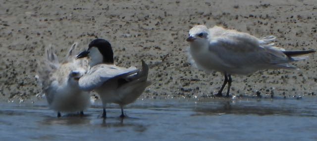 Gull-billed Tern - ML622105323