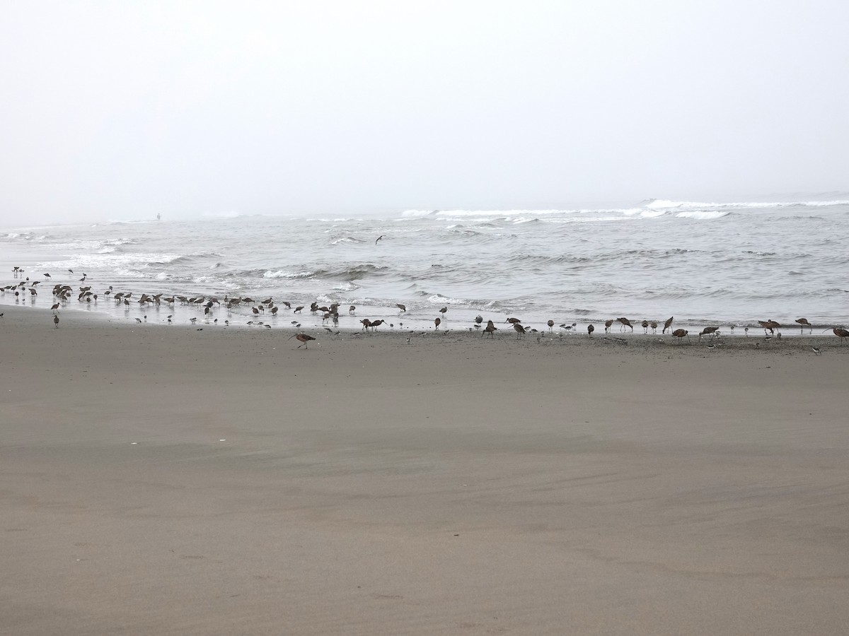 Marbled Godwit - ML622105324