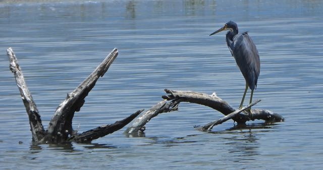 Tricolored Heron - ML622105325