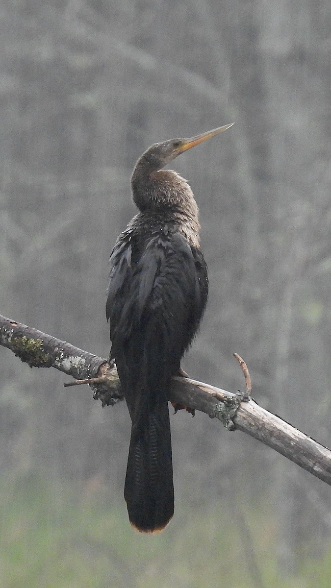 Anhinga - ML622105328