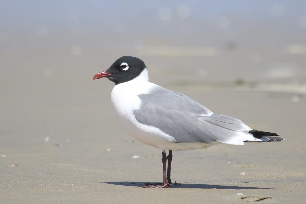 Franklin's Gull - ML622105343