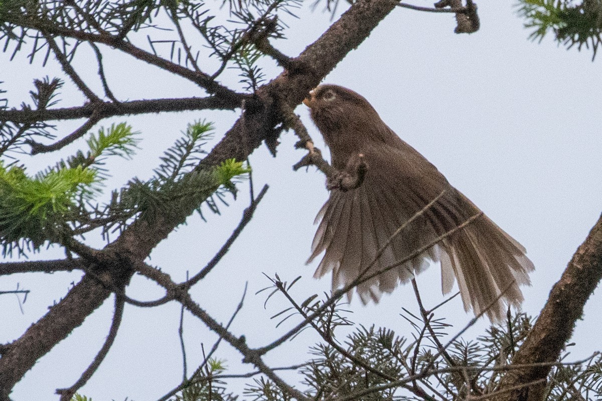 Three-toed Parrotbill - ML622105346