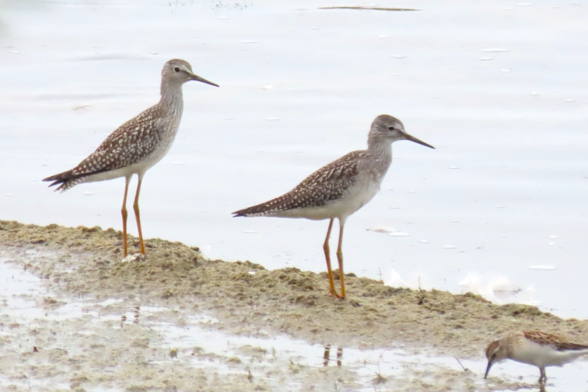 Lesser Yellowlegs - ML622105347