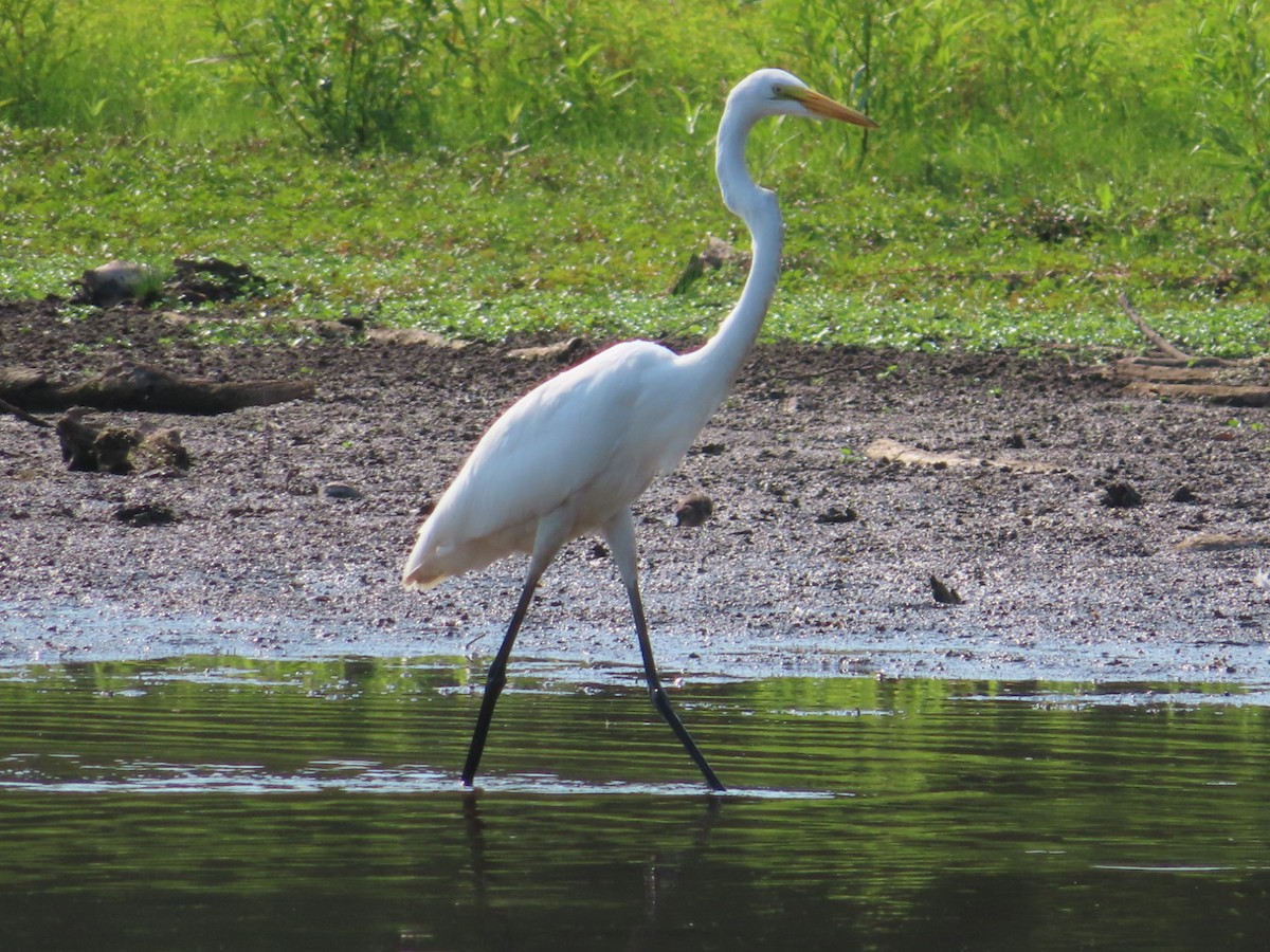 Great Egret - ML622105348