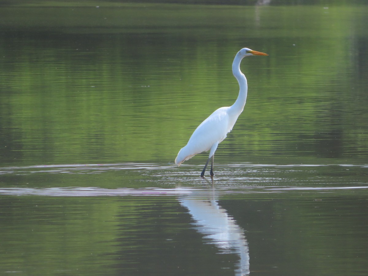 Great Egret - ML622105350