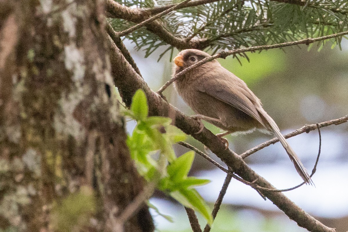 Three-toed Parrotbill - ML622105351