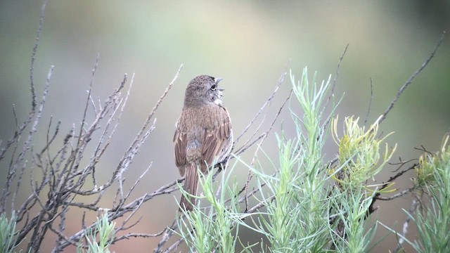 Bell's Sparrow (clementeae) - ML622105352