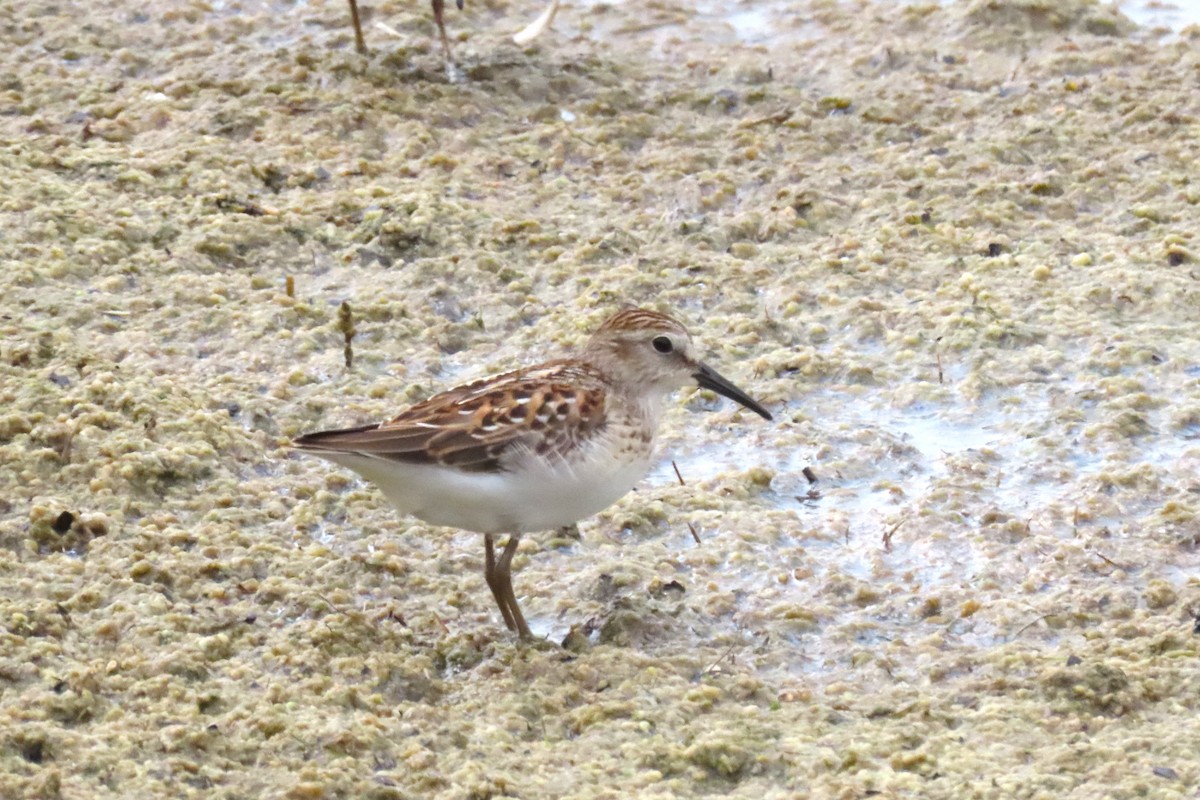 Least Sandpiper - Rachel Lewis