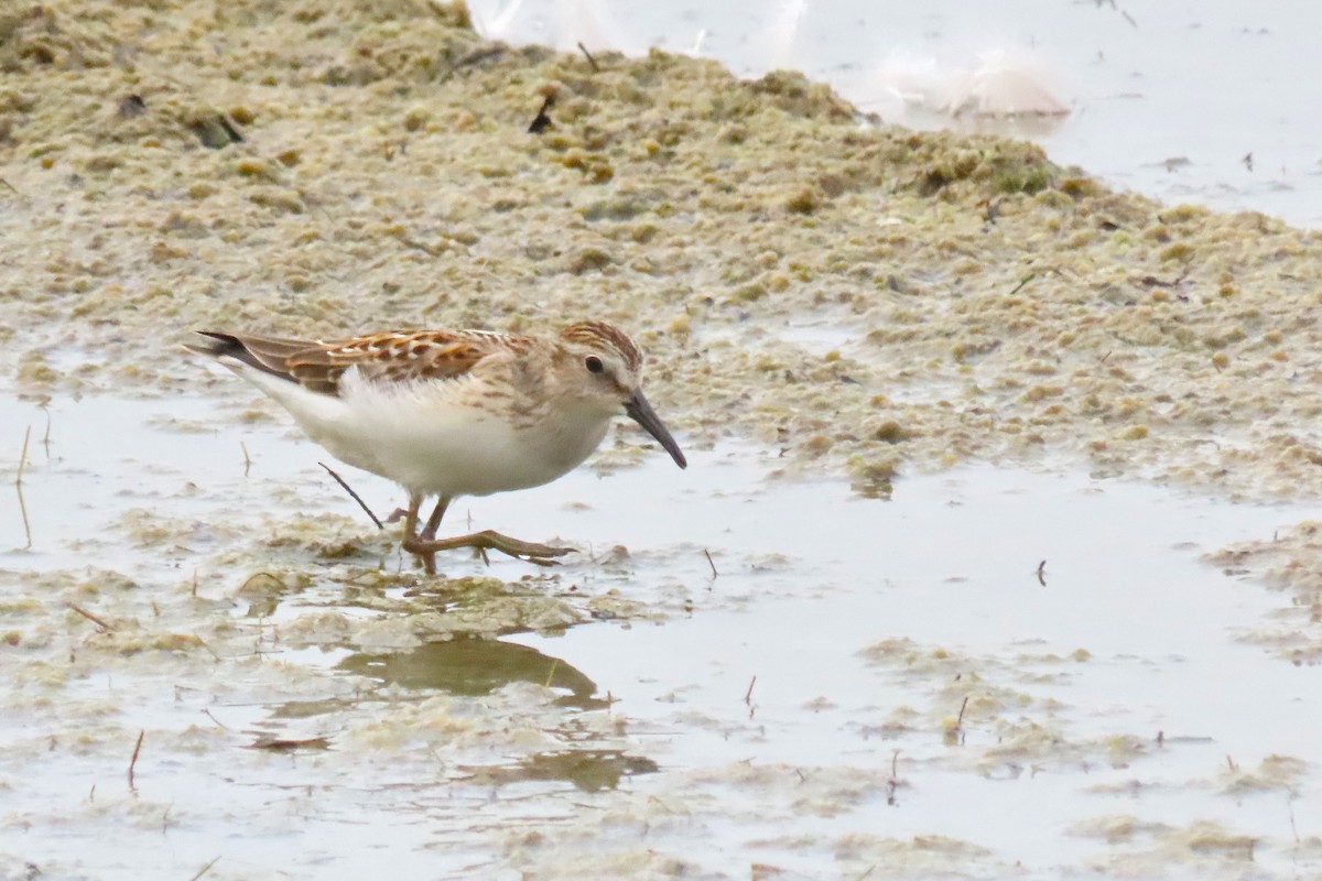 Least Sandpiper - ML622105359