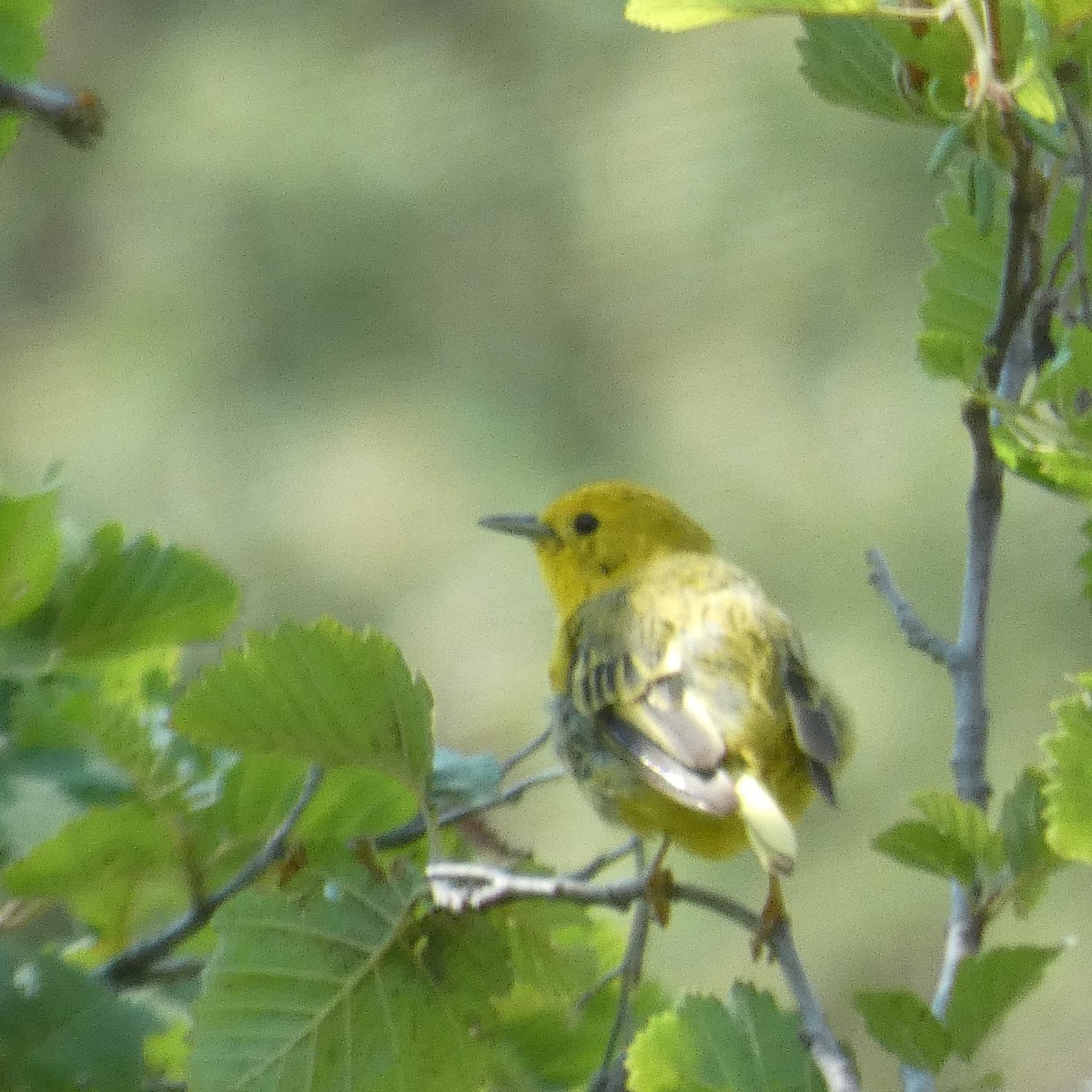 Yellow Warbler - ML622105361