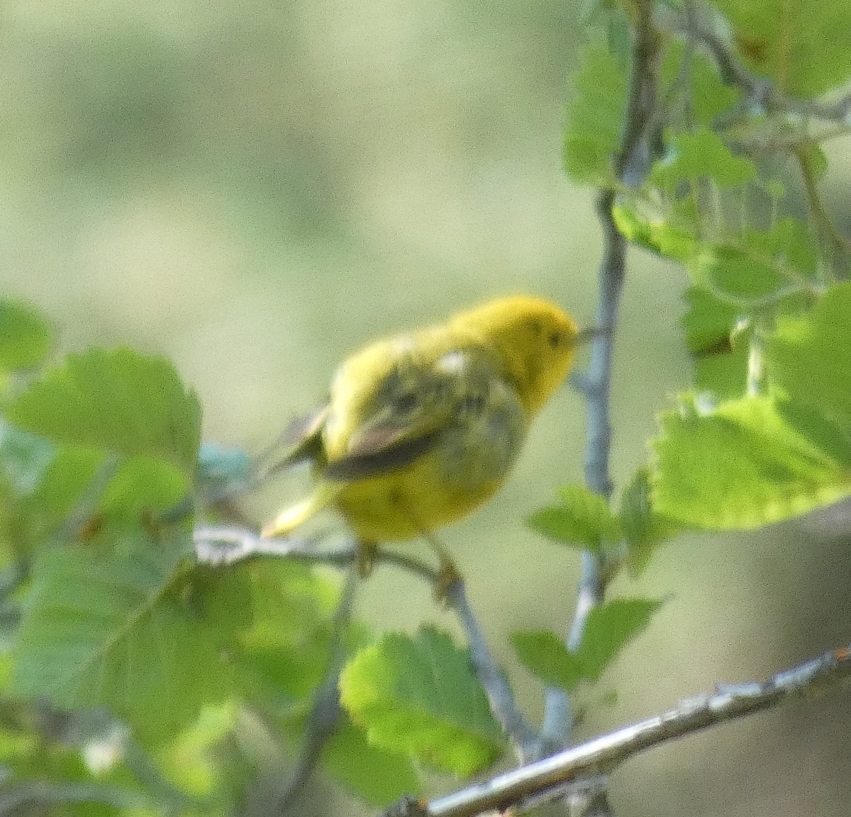 Yellow Warbler - ML622105362