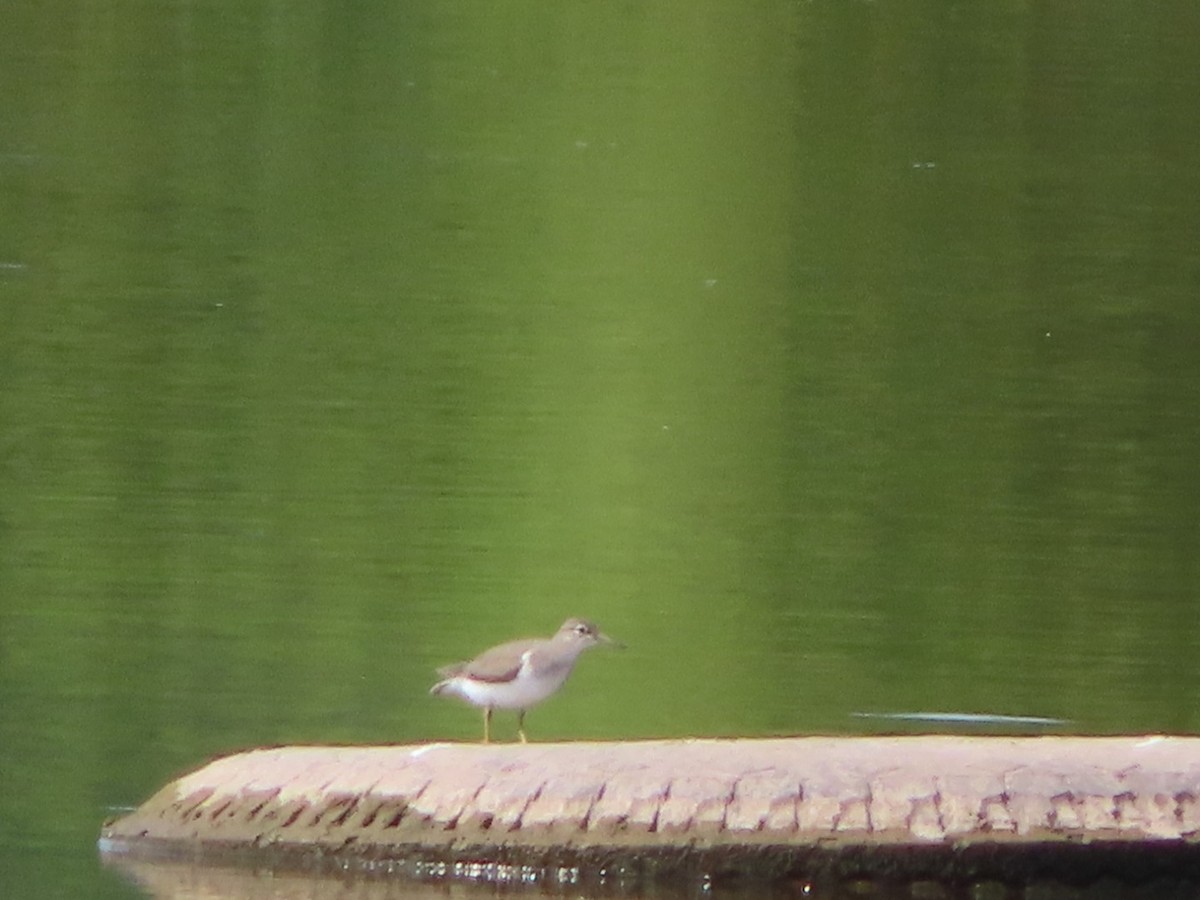 Spotted Sandpiper - Jennifer Segrest