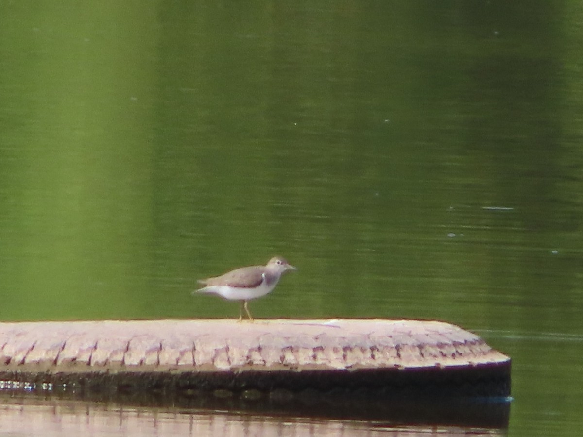 Spotted Sandpiper - ML622105364