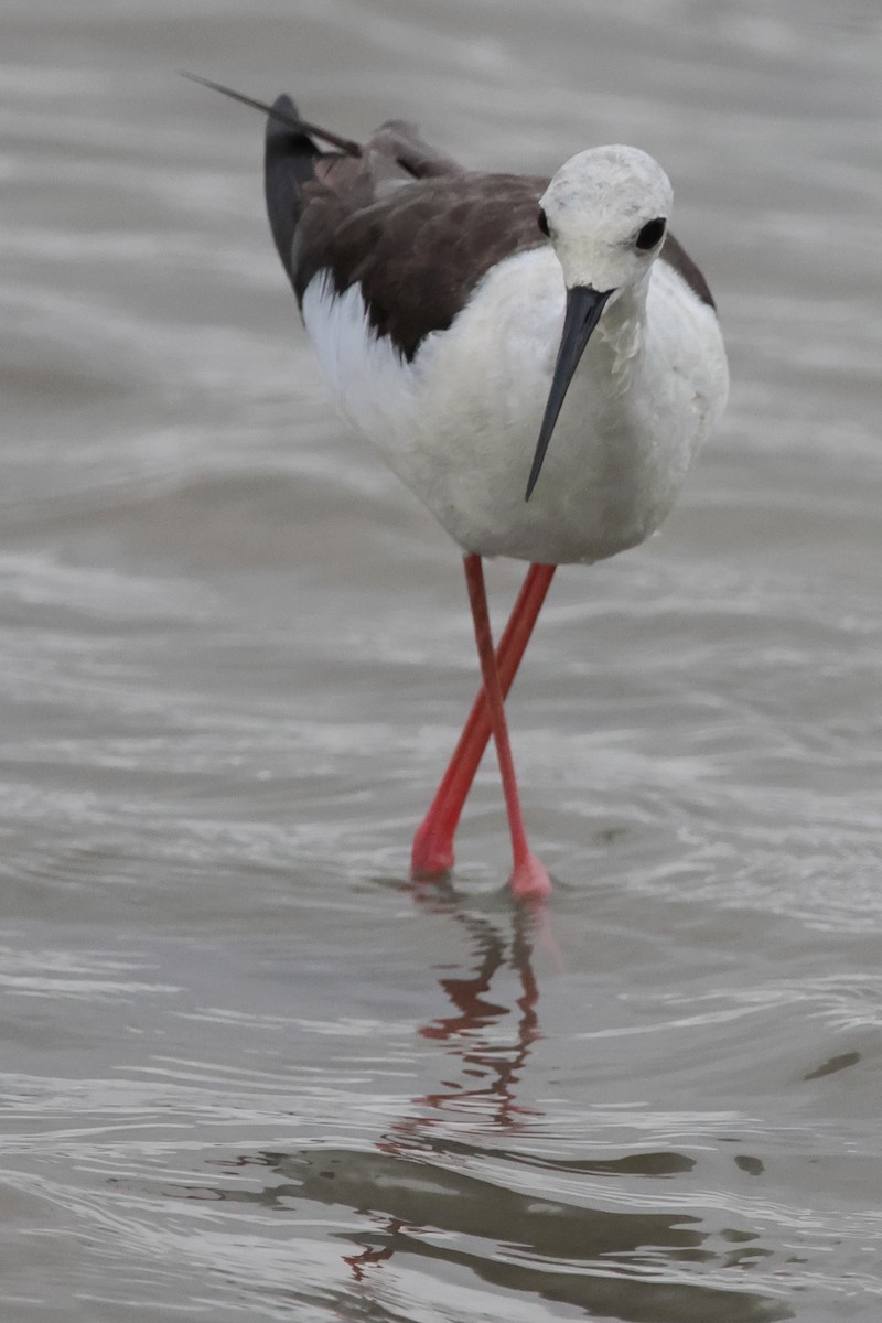 Black-winged Stilt - ML622105365