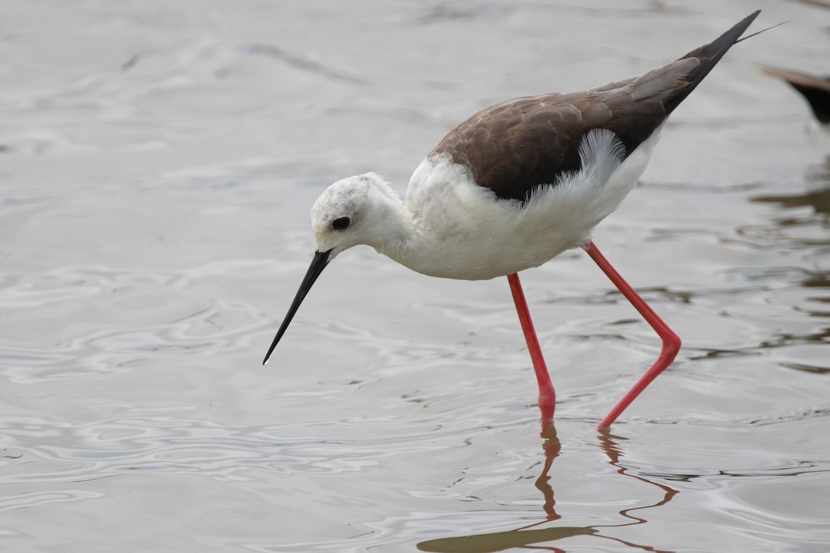 Black-winged Stilt - ML622105366