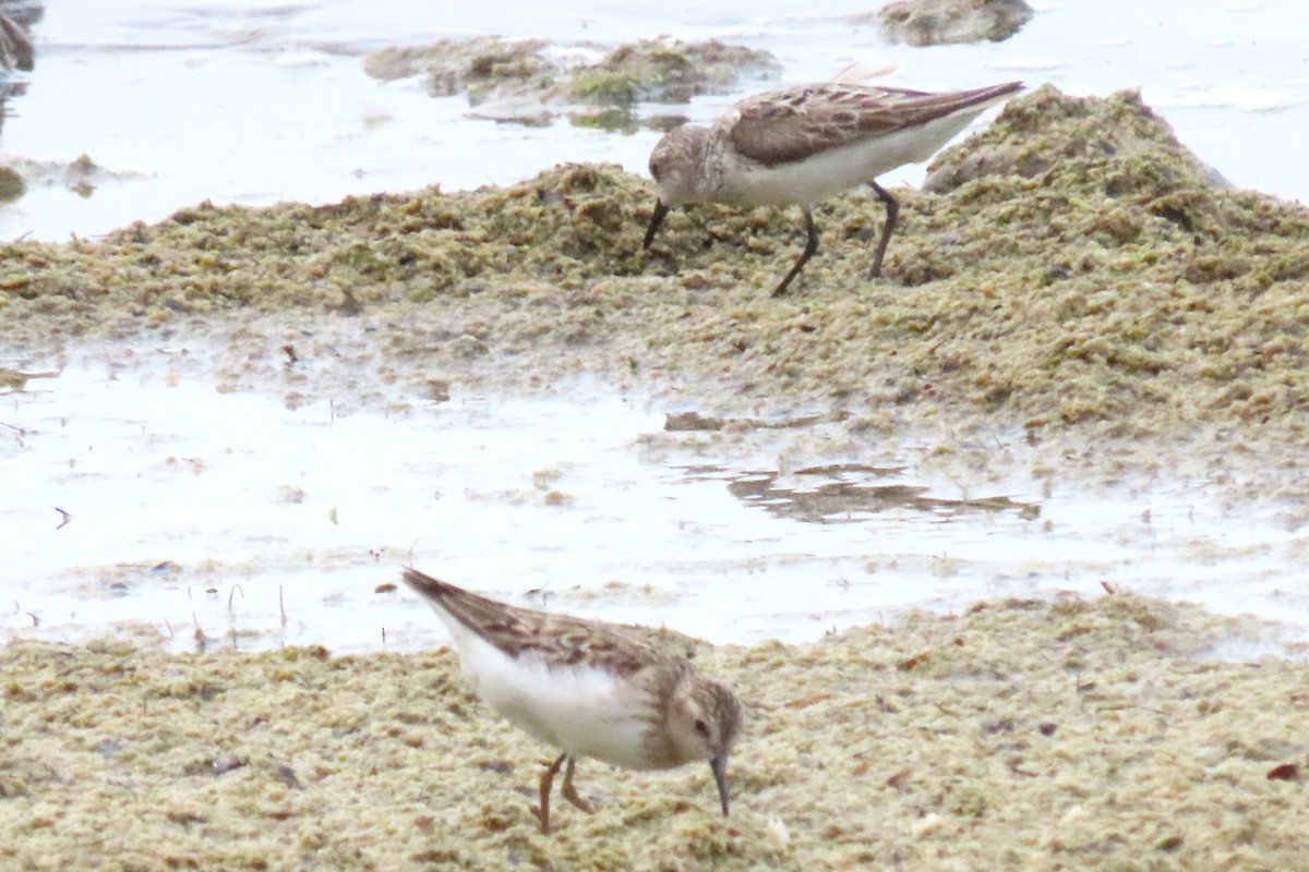 Semipalmated Sandpiper - ML622105367