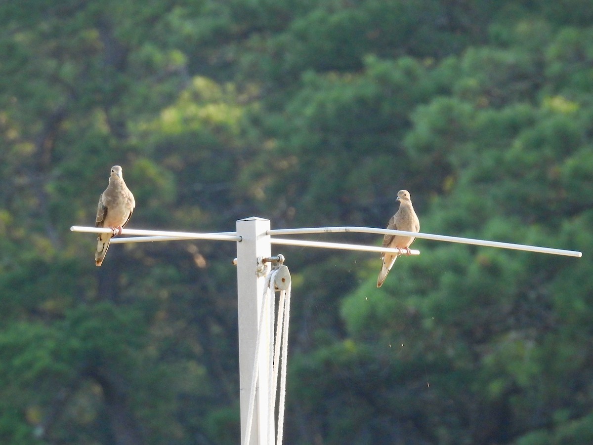 Mourning Dove - ML622105368