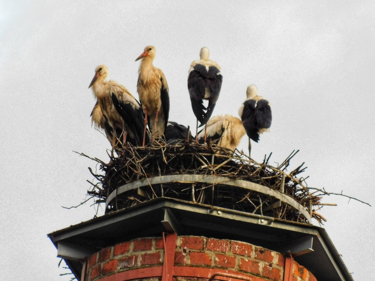 White Stork - ML622105369