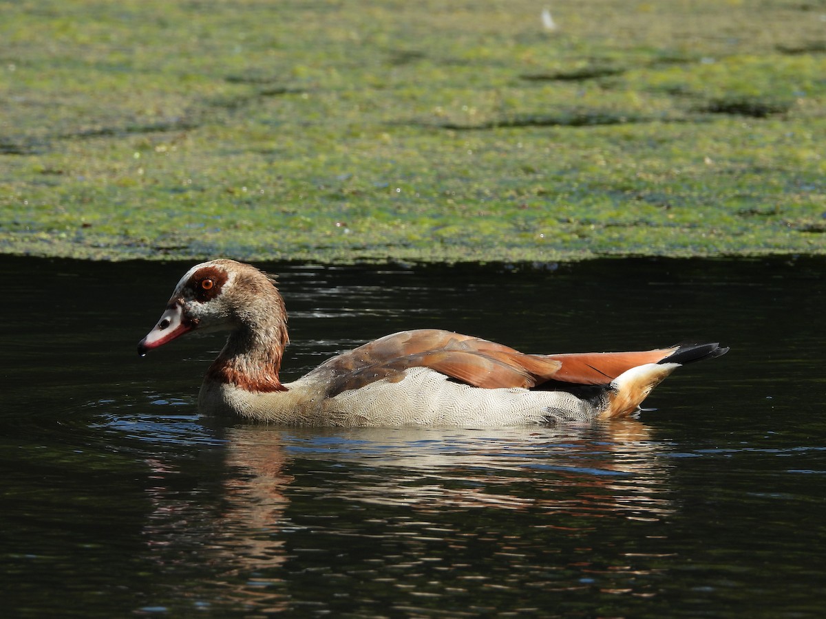 Egyptian Goose - ML622105370