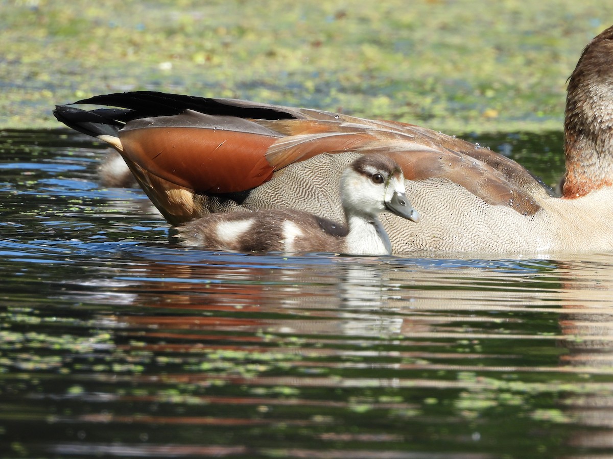 Egyptian Goose - ML622105371