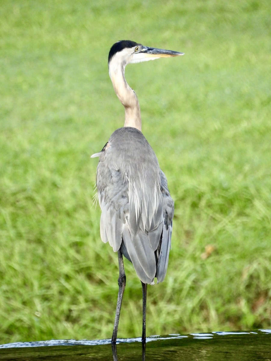 Garza Azulada - ML622105372