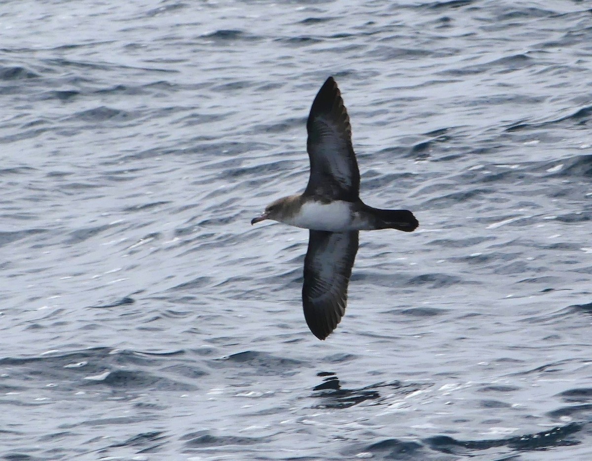 Pink-footed Shearwater - ML622105373