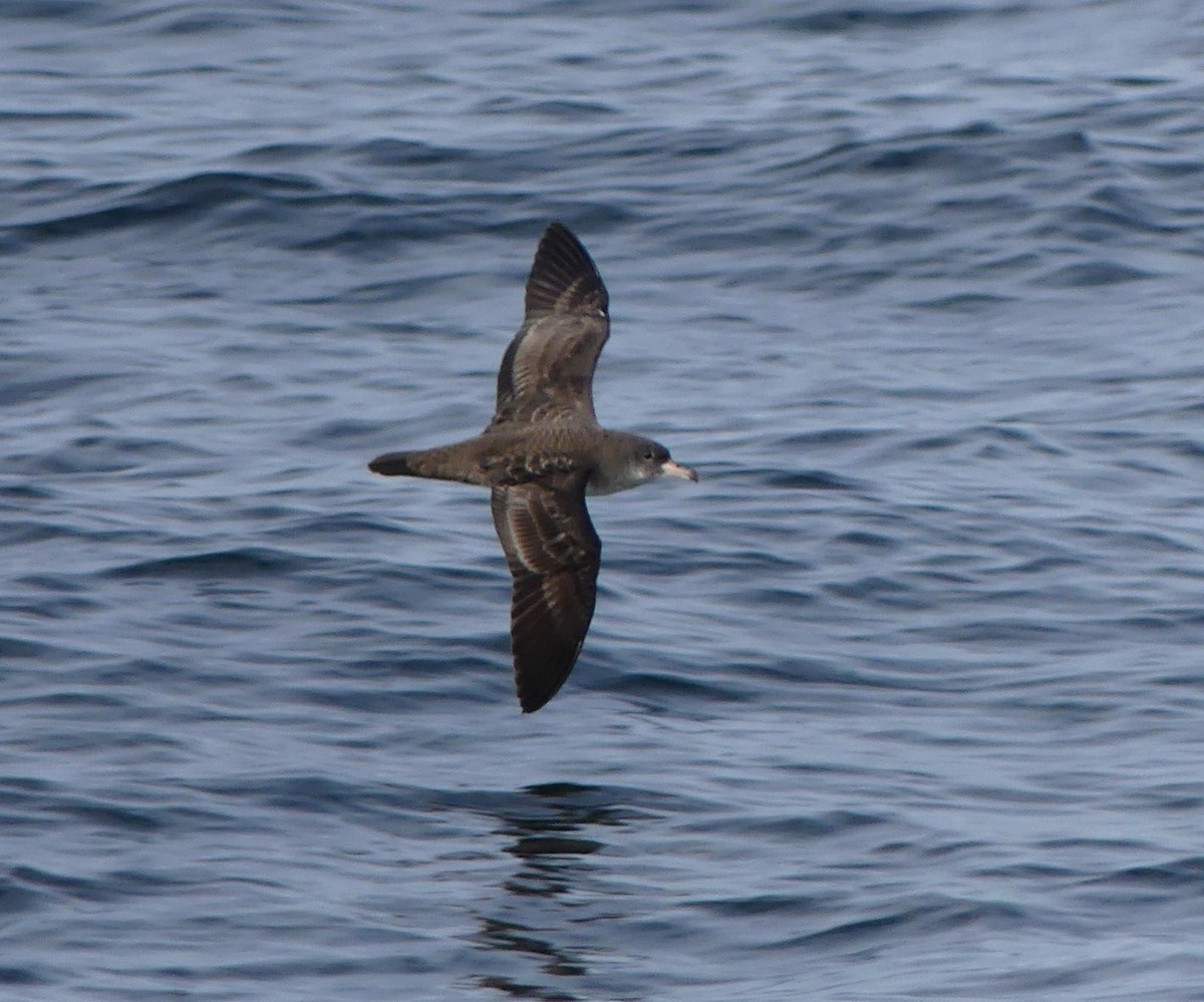 Pink-footed Shearwater - ML622105374
