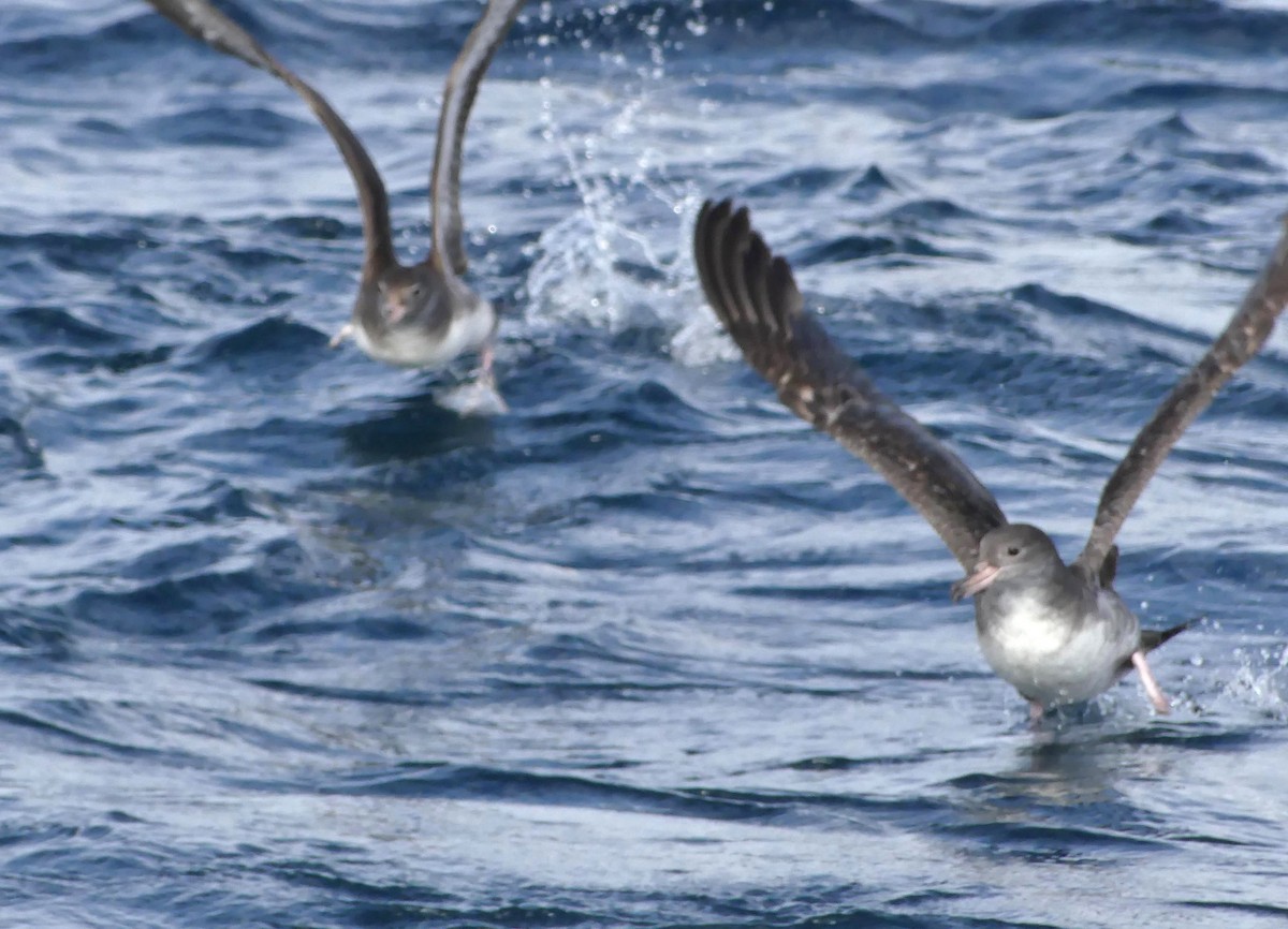 Pink-footed Shearwater - ML622105375