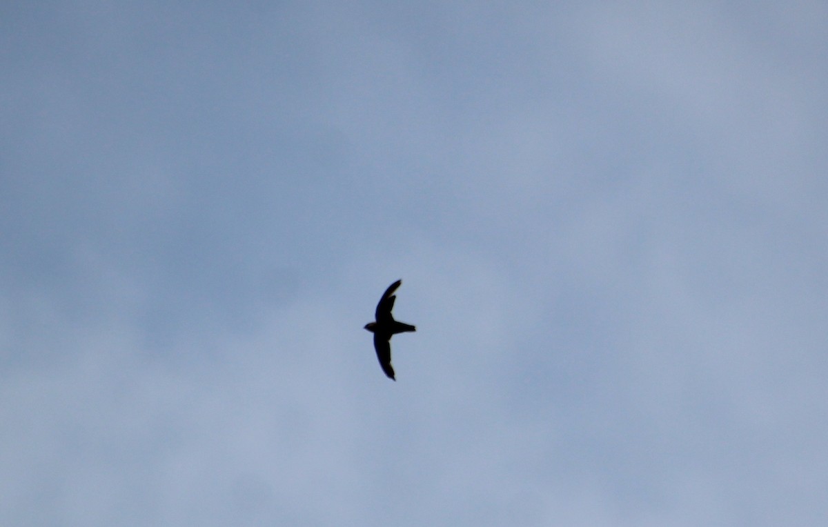 Chimney Swift - ML622105379