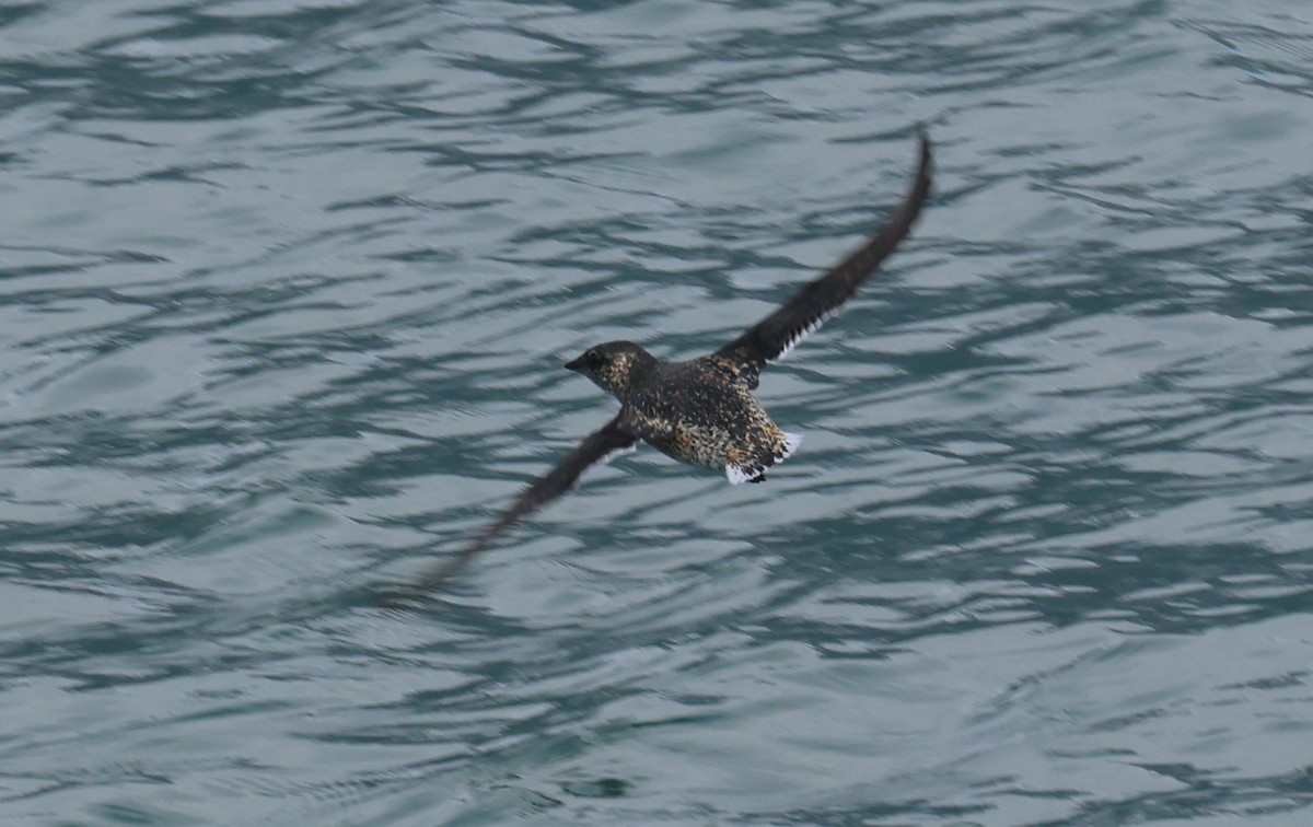 Kittlitz's Murrelet - ML622105380