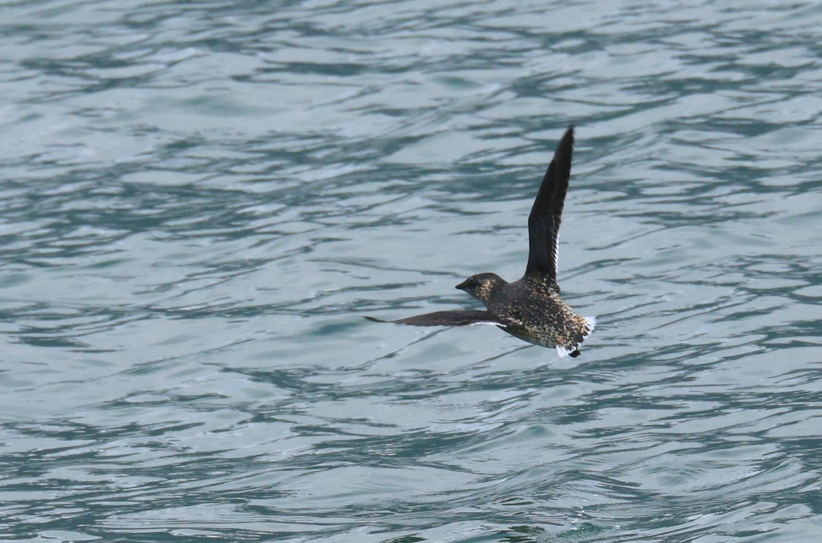 Kittlitz's Murrelet - ML622105381