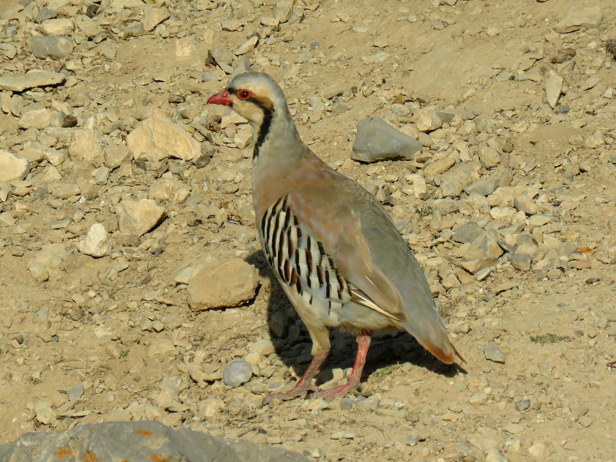 Chukarhuhn - ML622105382