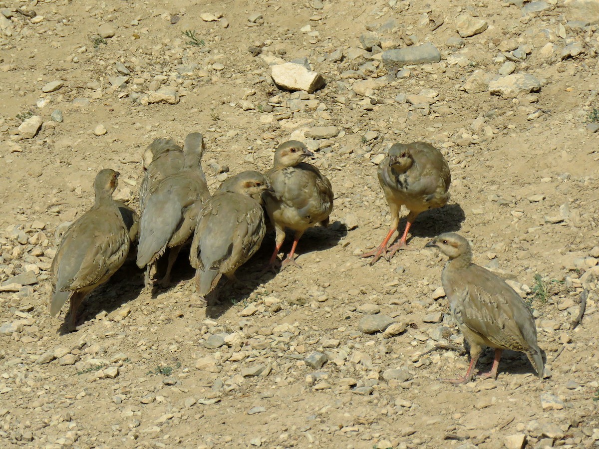 Chukar - ML622105383