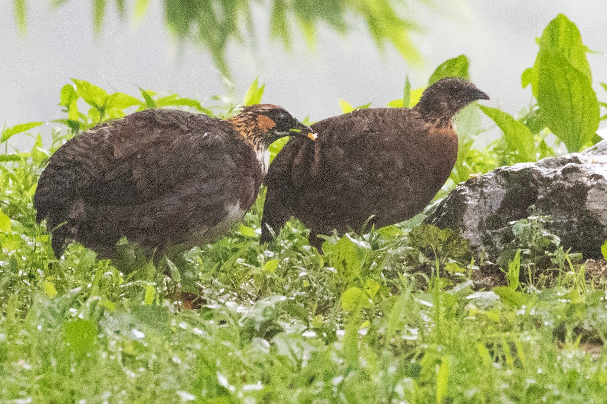 Sichuan Partridge - Sue Wright